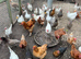 Chicken mixture of breeds