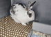Beautiful 4 months old bunny