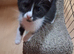 Last ragdoll cross kitten