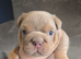 *LAST MALE* Lilac Tri English bulldog puppies
