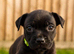 Staffordshire bull terrier pups