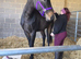 16.2hh bay gelding