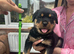 Stunning Rottweiler puppies