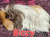2 adult sheltie guinea pig girls