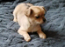 Chorkie pups