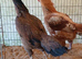 Asil shamo chickens