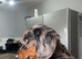 Dapple miniature long haired boy