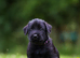 TRUE QUALITY GIANT SCHNAUZER PUPPIES