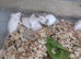 Fancy mice babies ( Now Reserved more Ready Soon )