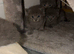 5 Beautiful british short hair kittens