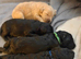 Exceptional F1bbb Bordoodle Puppies – 5-Generation Known History & Hypoallergenic