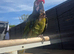 Military macaw
