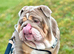 15months old English bulldog
