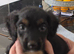 Cockapoo f1 pups ready now