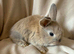Mini lop babies