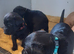 Labrador puppies