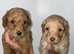 Unique Cavapoos pups