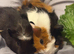 2 guinea pig brothers