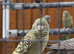 Beautiful blackface budgies