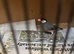 Mixed Finches