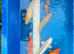 Japanese Koi Selection Mix