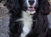 7 mth old Stunning all black body with white nose and chest
