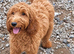 Cockapoo