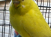 Lutino