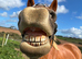 Staple wood Sia chestnut mare