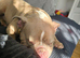 pocket bully for sale