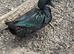 Group of Cayuga ducks