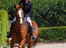 16.3hh Chestnut Mare
