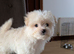 Maltese x Pomeranian Puppies