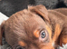Beautiful litter of Jack Russell Terriers