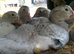 5 Pairs Muscovy Ducks