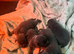 Blue staff puppy's