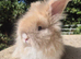 Stunning pedigree angora bunnies- imported parents