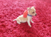 Miniature jack Russel jess
