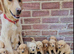 Gorgeous Labradoodle puppies