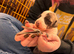 BEAUTIFUL WHIPPET PUPPIES
