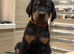 Top Quality Dobermann Puppies Available