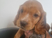 Here are 3 gorgeous little puppies