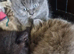 British short haired cross maine coon kitten for sale