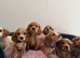 Cocker Spaniel Puppies – 2 Boys & 3 Girls Ready Now!