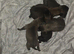 Malinois x dutch herder pups