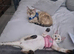 Snow lynks bengal for stud