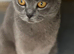 British cats