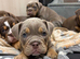 Last of the litter, NEBBR registered