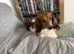 Mail dash hound