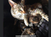 Beautiful Bengal kittens